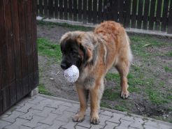 Lea Sisi P. Bora z Milotiček
