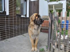 Lea Sisi P. Bora z Milotiček