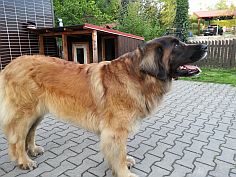 Lea Sisi P. Bora z Milotiček