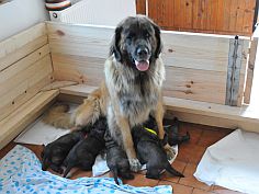 Lea Sisi P. Bora z Milotiček and her first litter