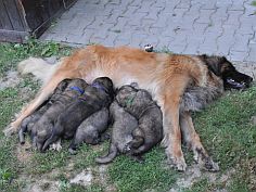 Lea Sisi P. Bora z Milotiček and her first litter