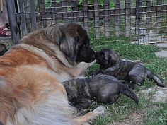 Lea Sisi P. Bora z Milotiček and her first litter