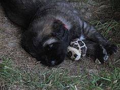 Lea Sisi P. Bora z Milotiček and her first litter