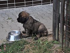 Lea Sisi P. Bora z Milotiček and her first litter