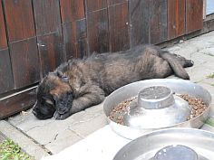 Lea Sisi P. Bora z Milotiček and her first litter