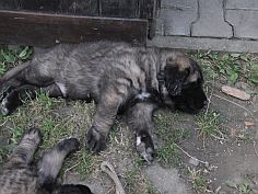 Lea Sisi P. Bora z Milotiček and her first litter