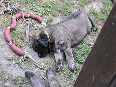 Lea Sisi P. Bora z Milotiček and her first litter