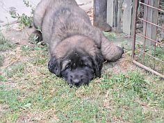 Lea Sisi P. Bora z Milotiček and her first litter