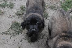 Lea Sisi P. Bora z Milotiček and her first litter