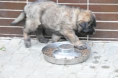 Lea Sisi P. Bora z Milotiček and her first litter