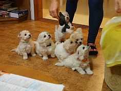 Puppies bichon birth D and birth E