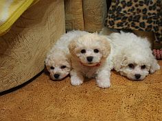 Puppies bichon birth D and birth E